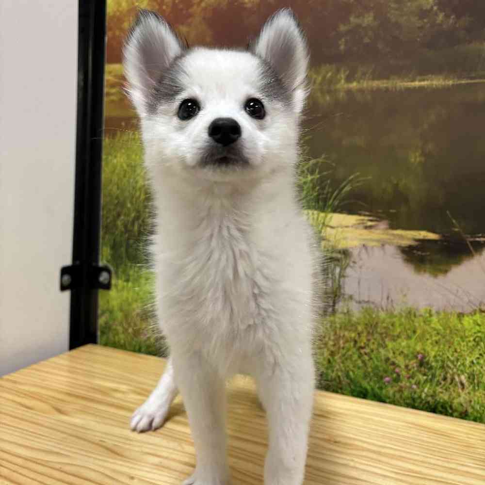 Female Pomsky Puppy for Sale in Lee's Summit, MO