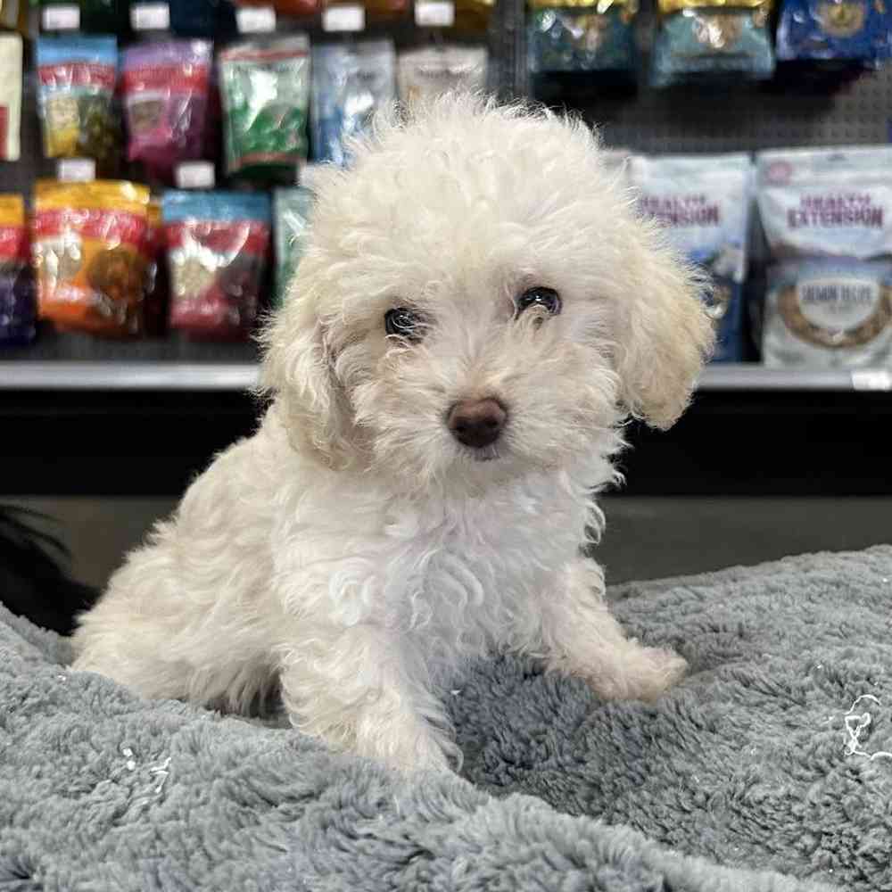 Female Poodle Toy Puppy for Sale in Lee's Summit, MO