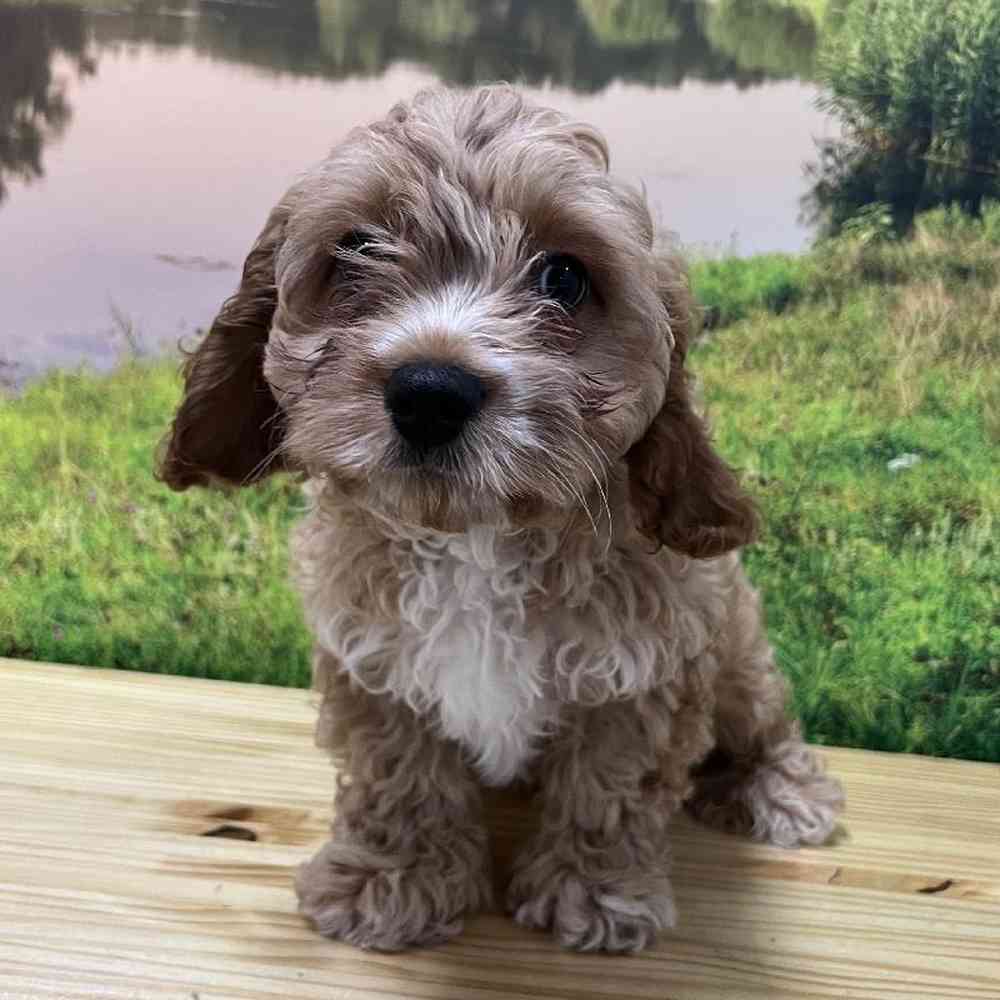 Male Cavapoo Puppy for Sale in Lee's Summit, MO