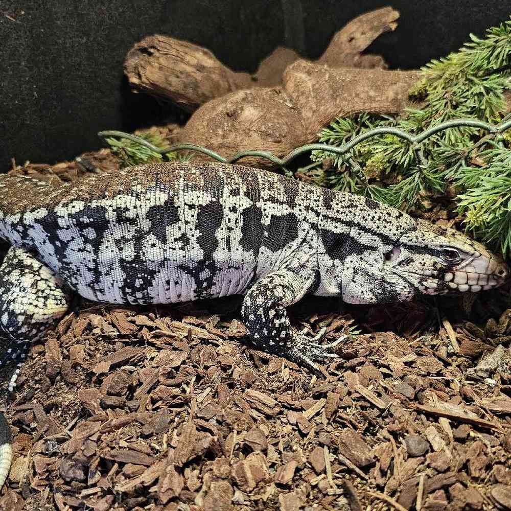 Tegu image