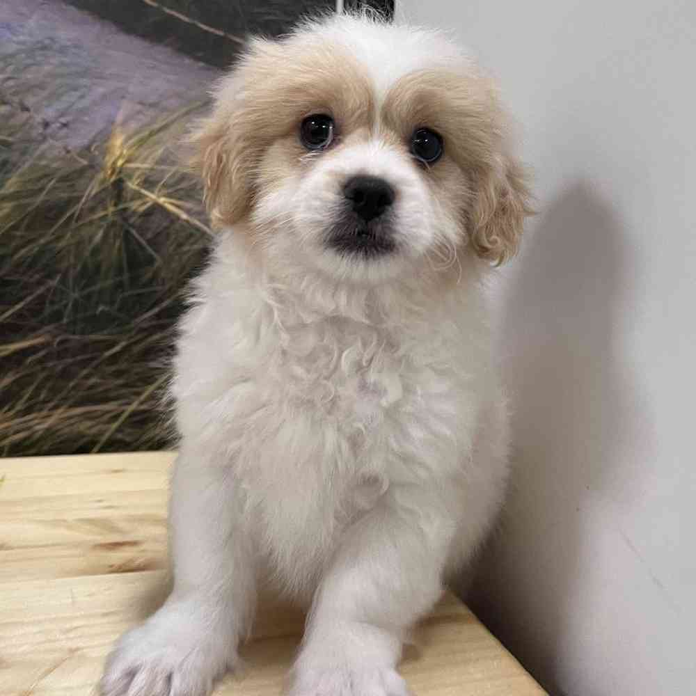 Male Peke-a-poo Puppy for Sale in Lee's Summit, MO