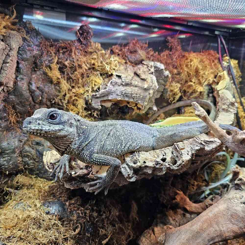 Sailfin Dragon image