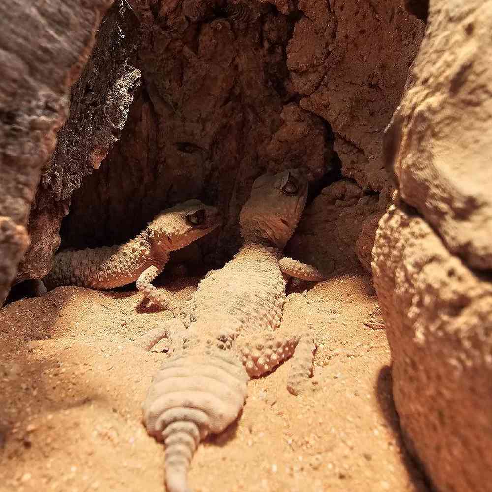 Unknown Knobtail Gecko Reptile for Sale in Lee's Summit, MO