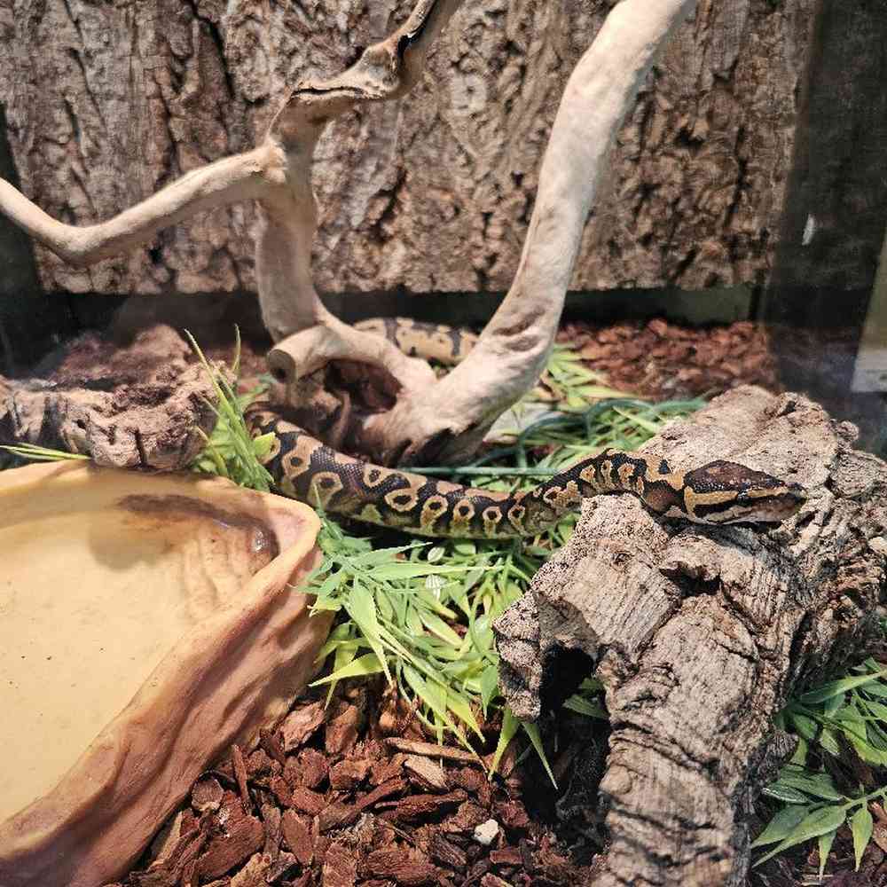 Ball Python image