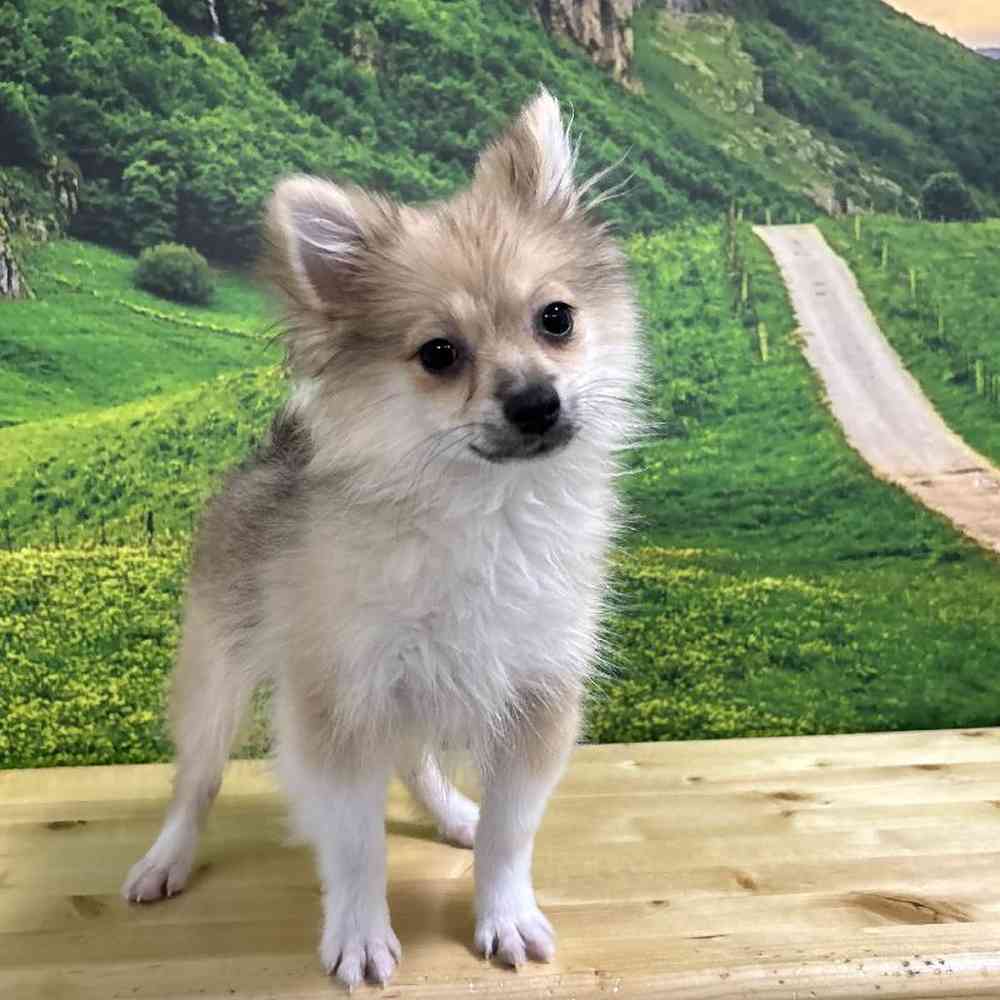 Male Pomeranian Puppy for Sale in Lee's Summit, MO