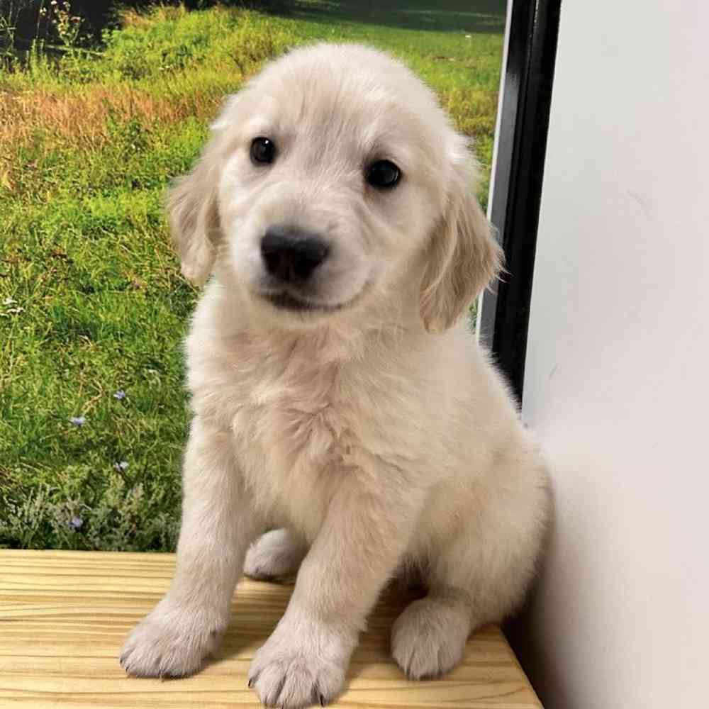 Male Golden Retriever Puppy for Sale in Lee's Summit, MO