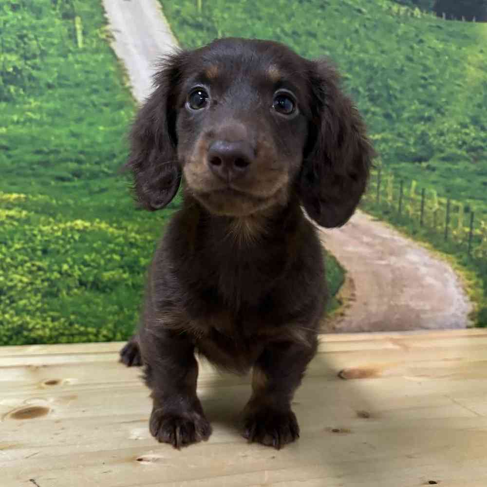 Female Dachshund Puppy for Sale in Lee's Summit, MO