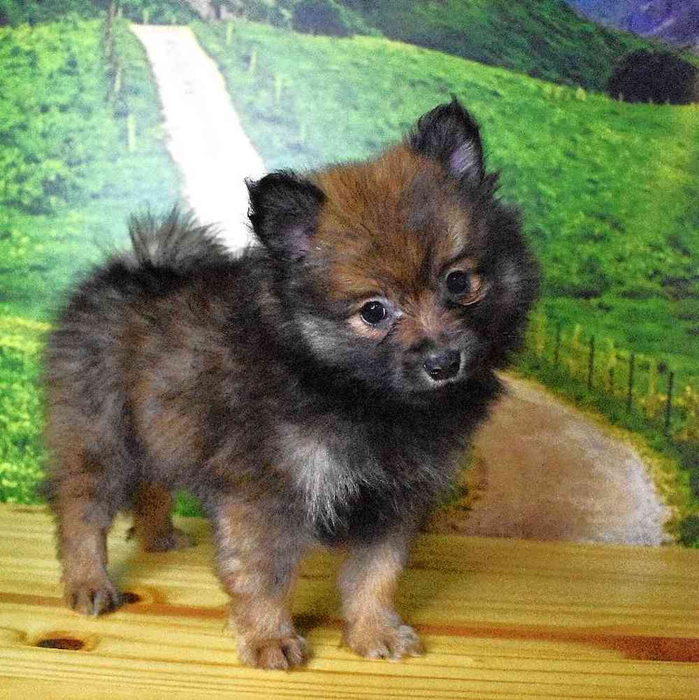 Female Pomeranian Puppy for Sale in Lee's Summit, MO