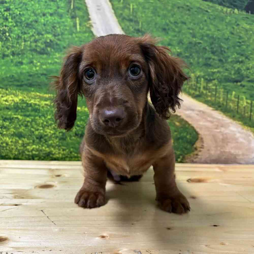 Male Dachshund Puppy for Sale in Lee's Summit, MO