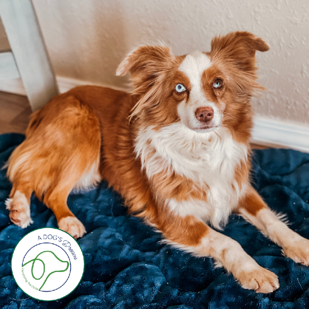 Miniature American Shepherd (Adoption) image