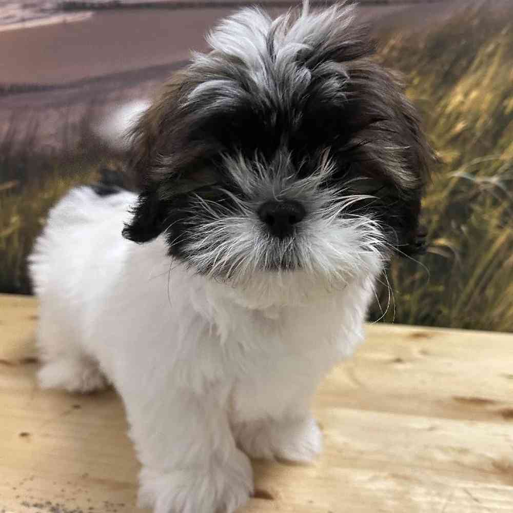 Lhasa Apso-Shih Tzu image