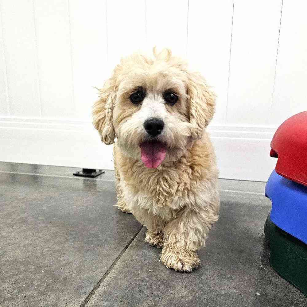 Female Lhasa Apso (Adoption) Adoption Dog for Sale in Lee's Summit, MO