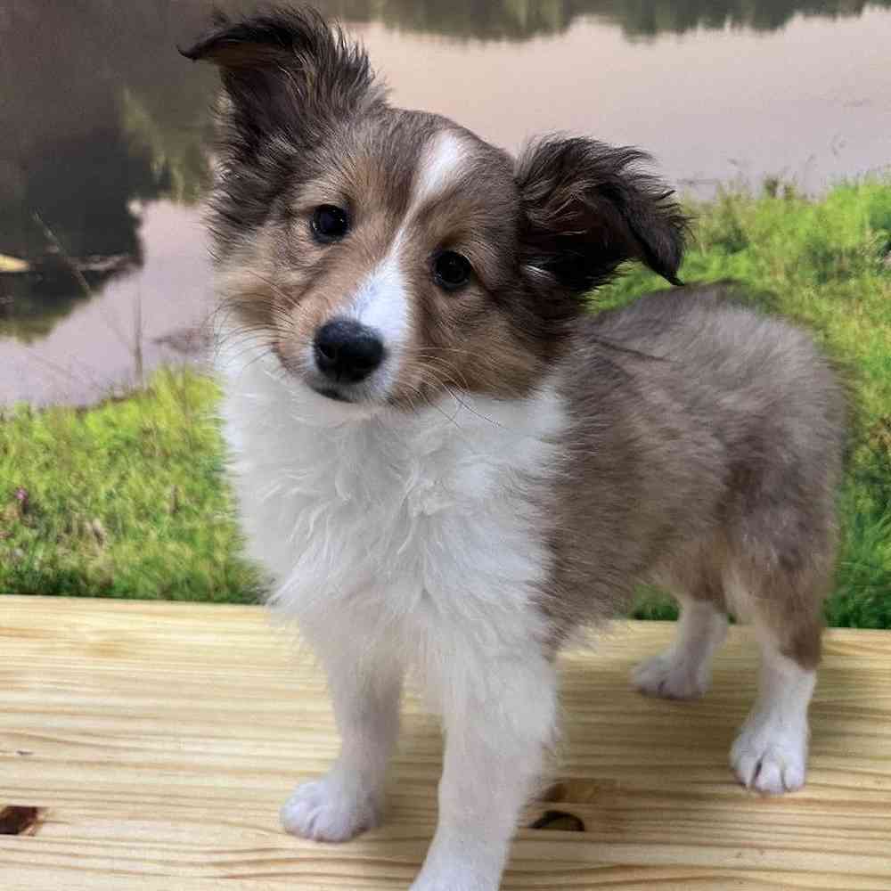 Male Sheltie Puppy for Sale in Lee's Summit, MO