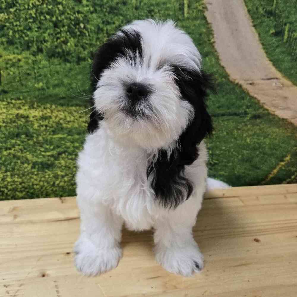 Male Shih Tzu-Coton Puppy for Sale in Lee's Summit, MO