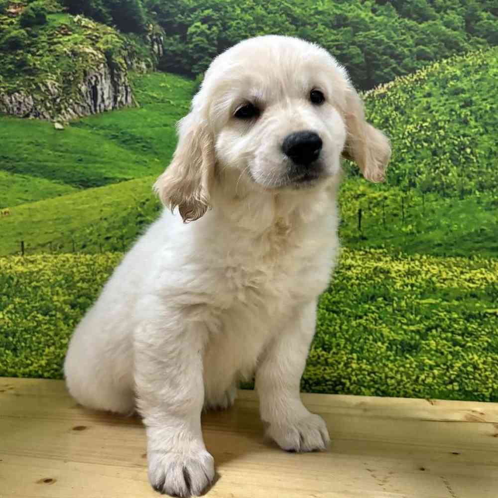 Female Golden Retriever Puppy for Sale in Lee's Summit, MO