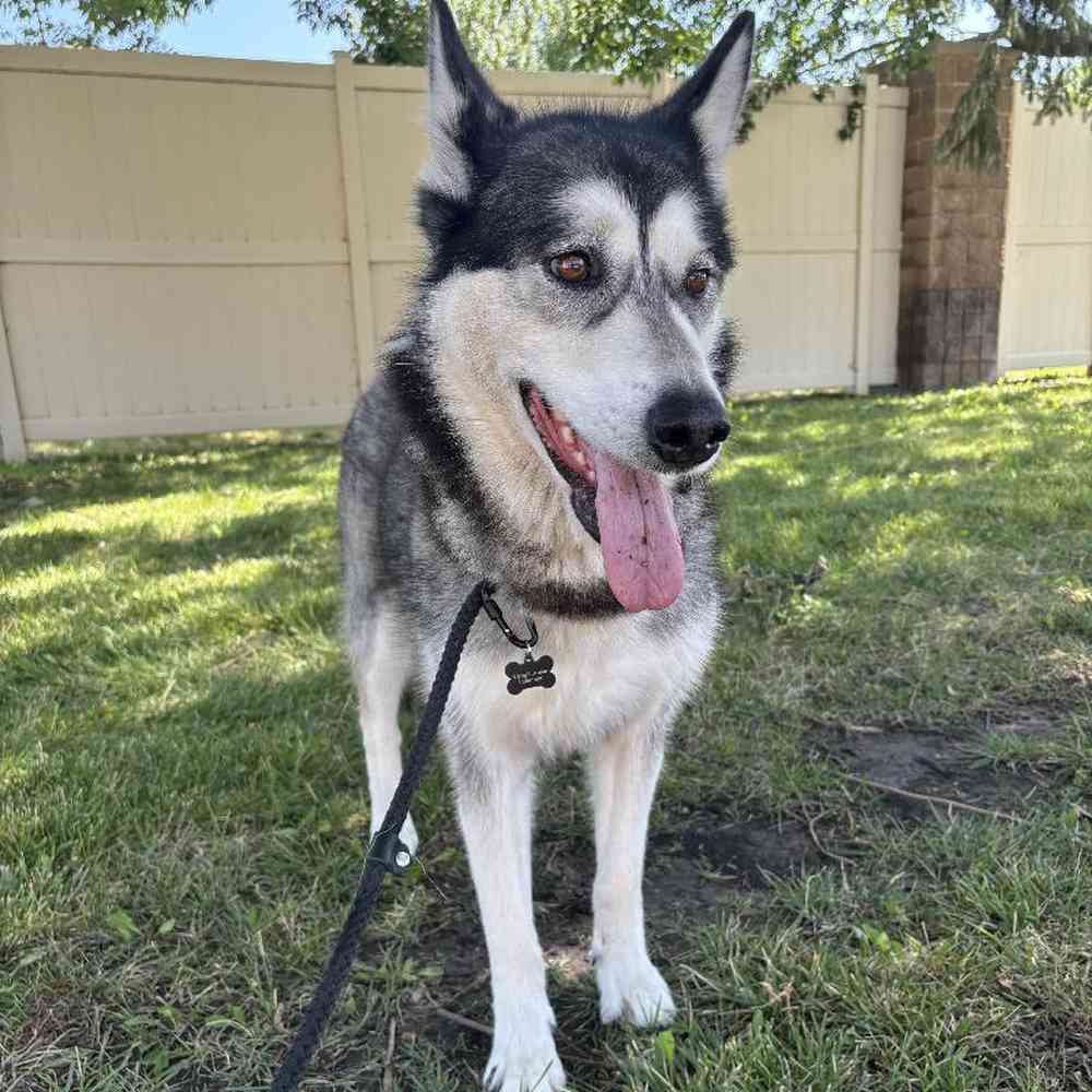 Female Alaskan Malamute (Adoption) Adoption Dog for Sale in Lee's Summit, MO