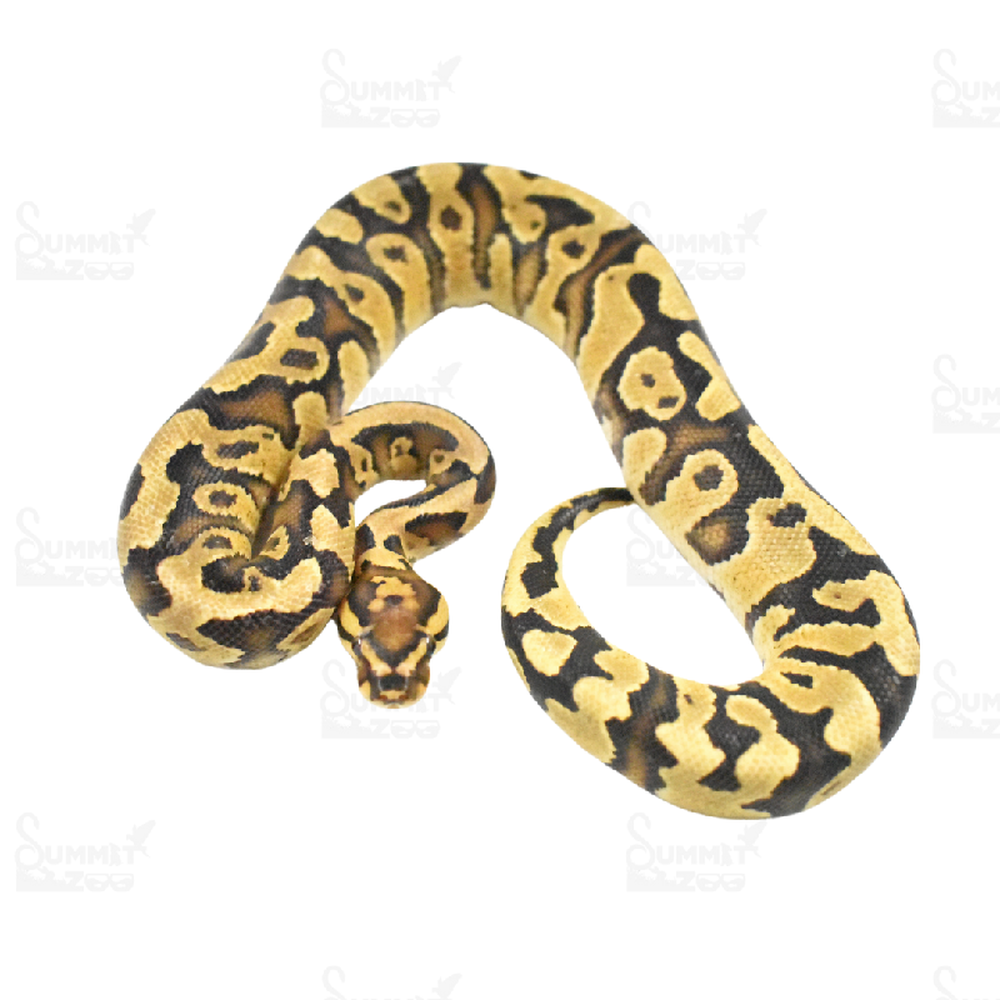 Male Ball Python Reptile for Sale in Lee's Summit, MO