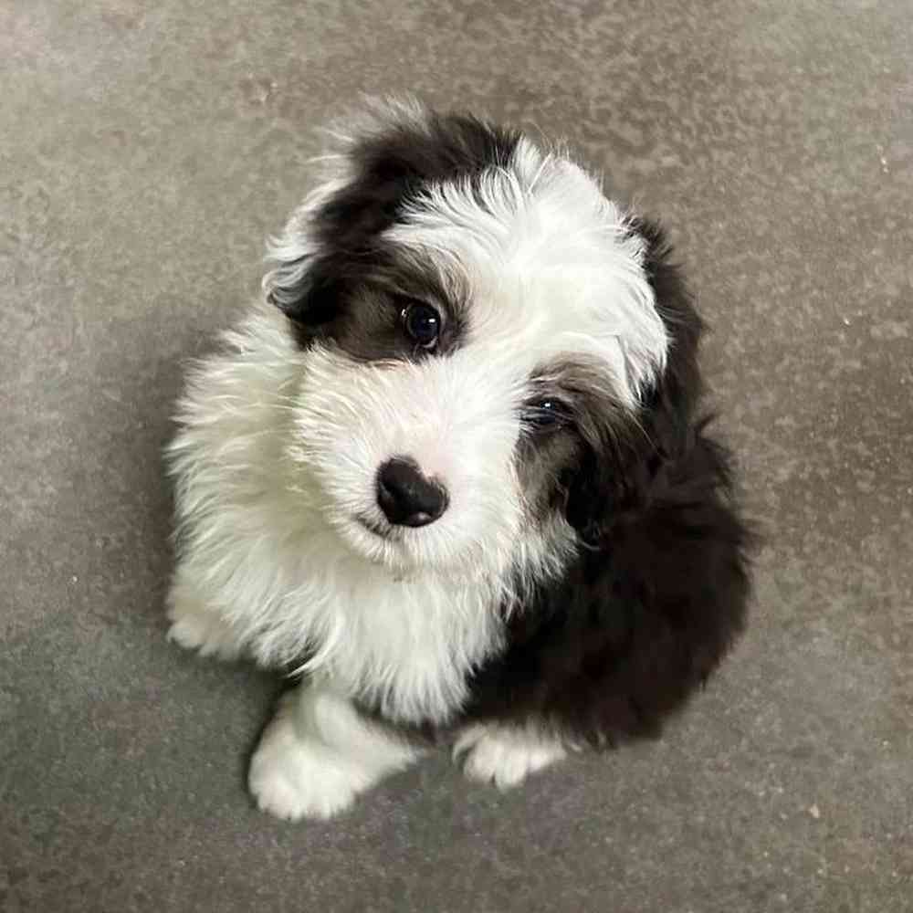 Male Mini Aussiedoodle Puppy for Sale in Lee's Summit, MO