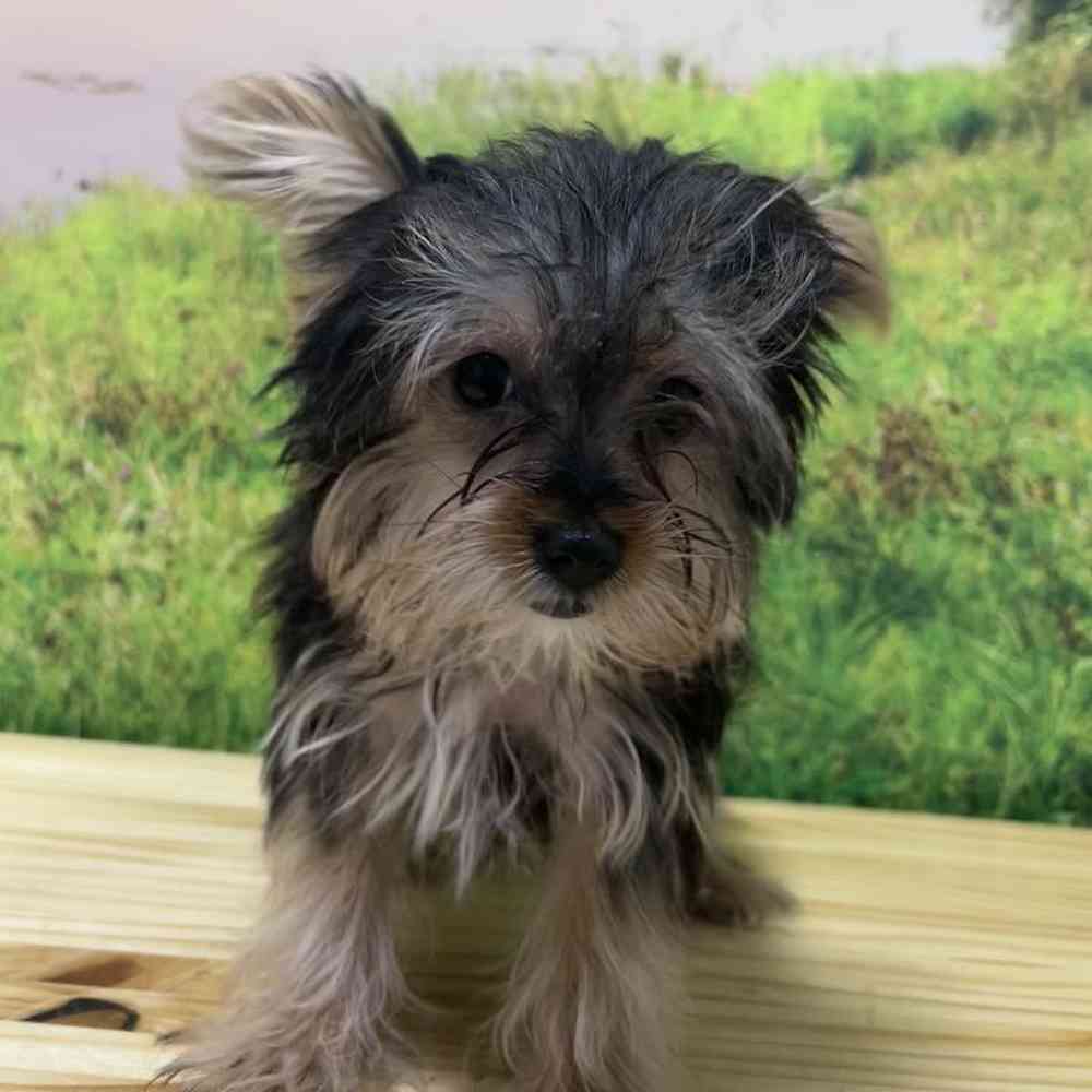 Female Yorkie Puppy for Sale in Lee's Summit, MO