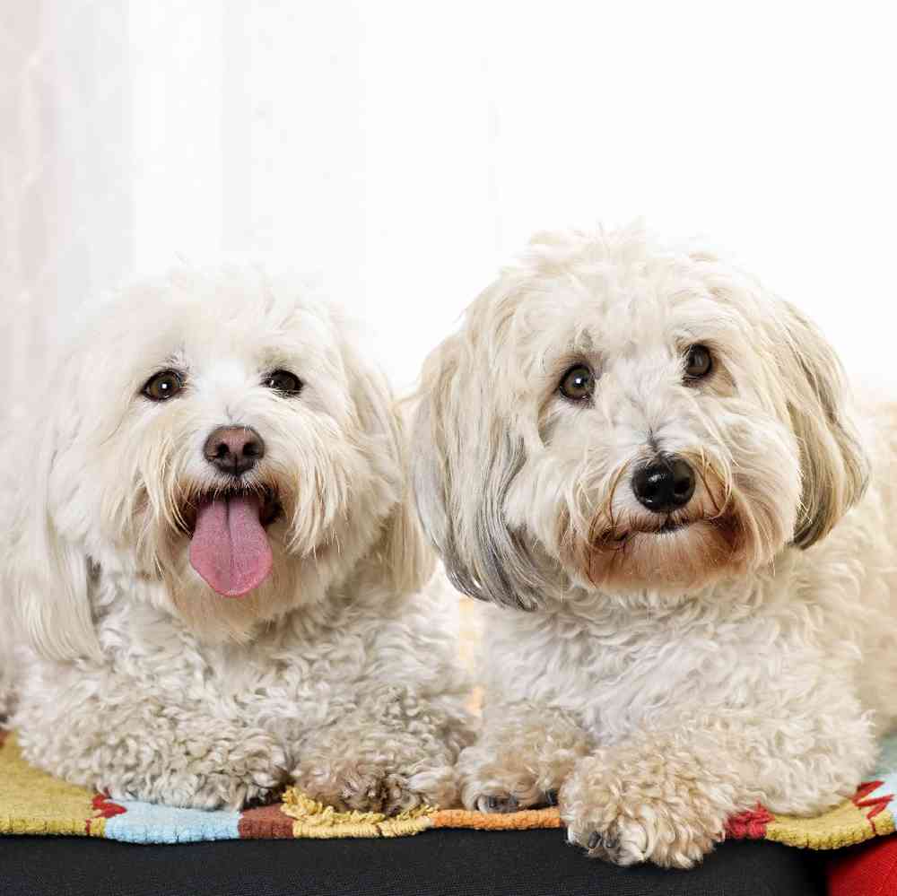 Coton De Tulear Puppies for Sale