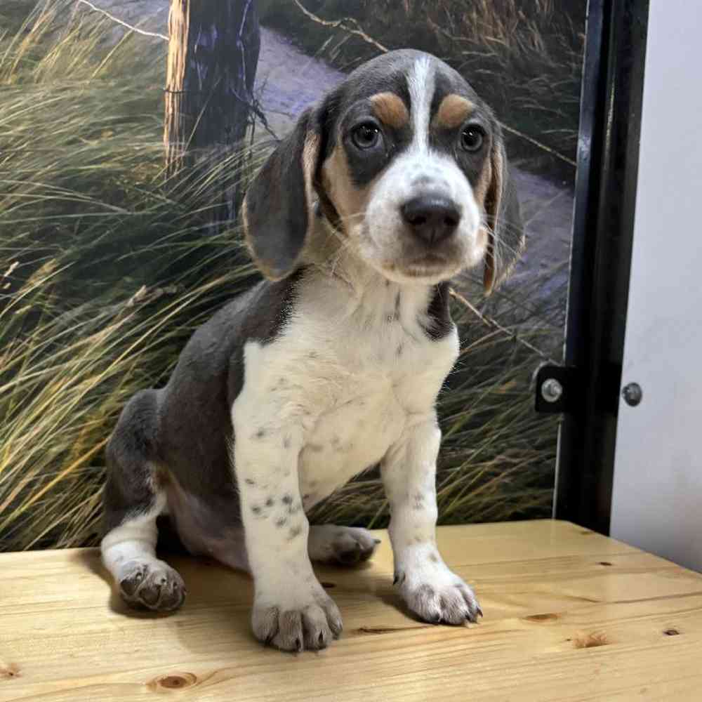 Male Beagle Puppy for Sale in Lee's Summit, MO