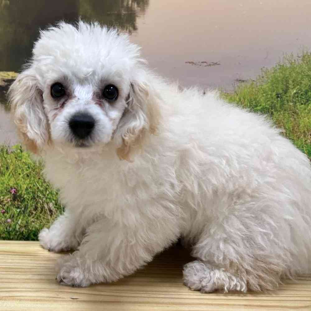Male Poodle Puppy for Sale in Lee's Summit, MO