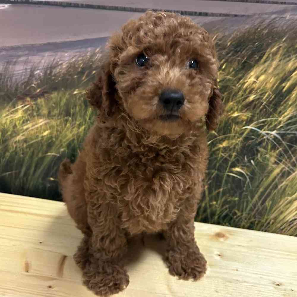 Male Goldendoodle Puppy for Sale in Lee's Summit, MO