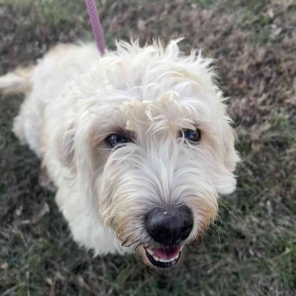 Mini Goldendoodle (Adoption) image