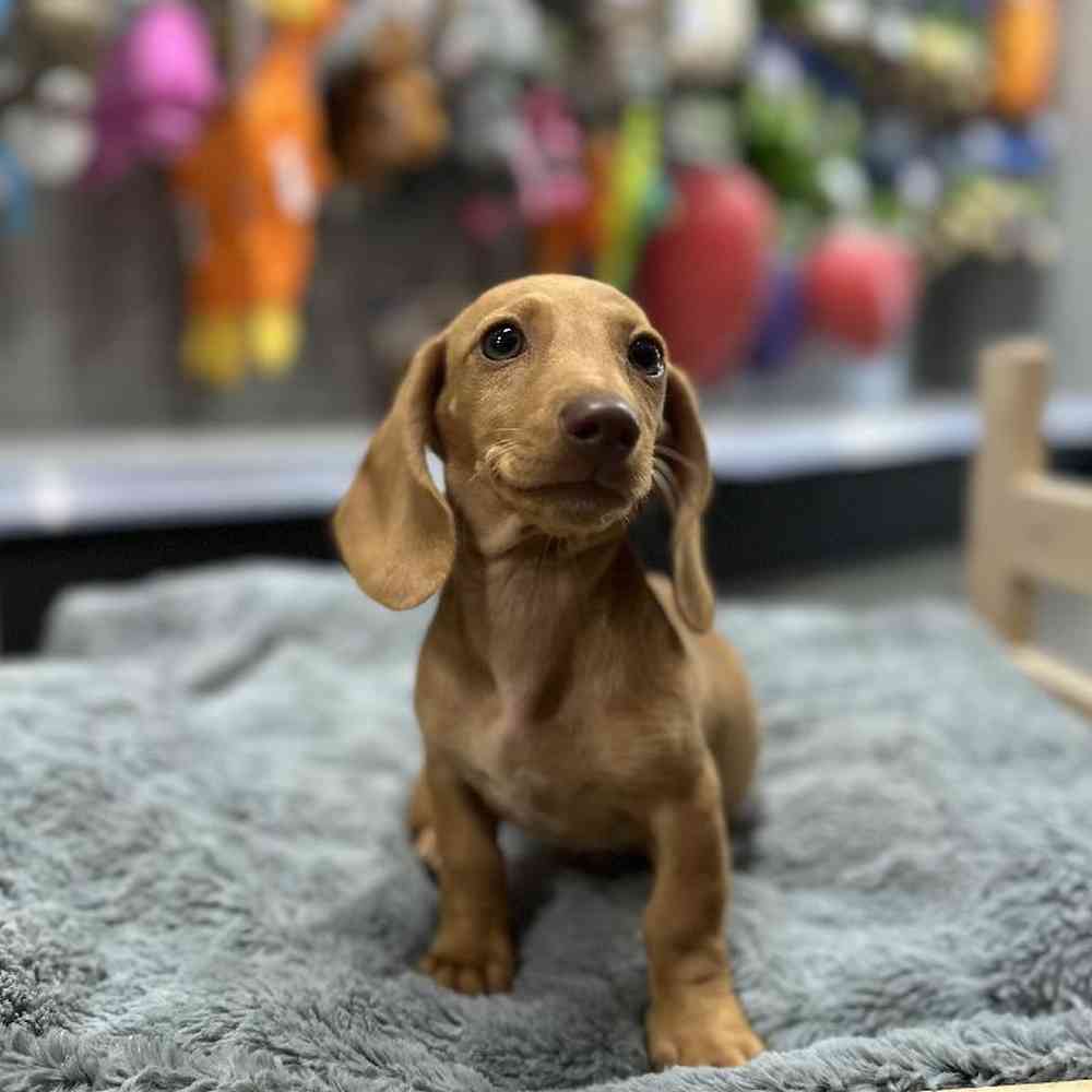 Female Dachshund Puppy for Sale in Lee's Summit, MO