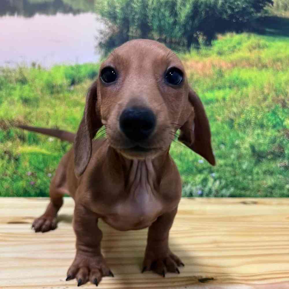 Male Dachshund Puppy for Sale in Lee's Summit, MO