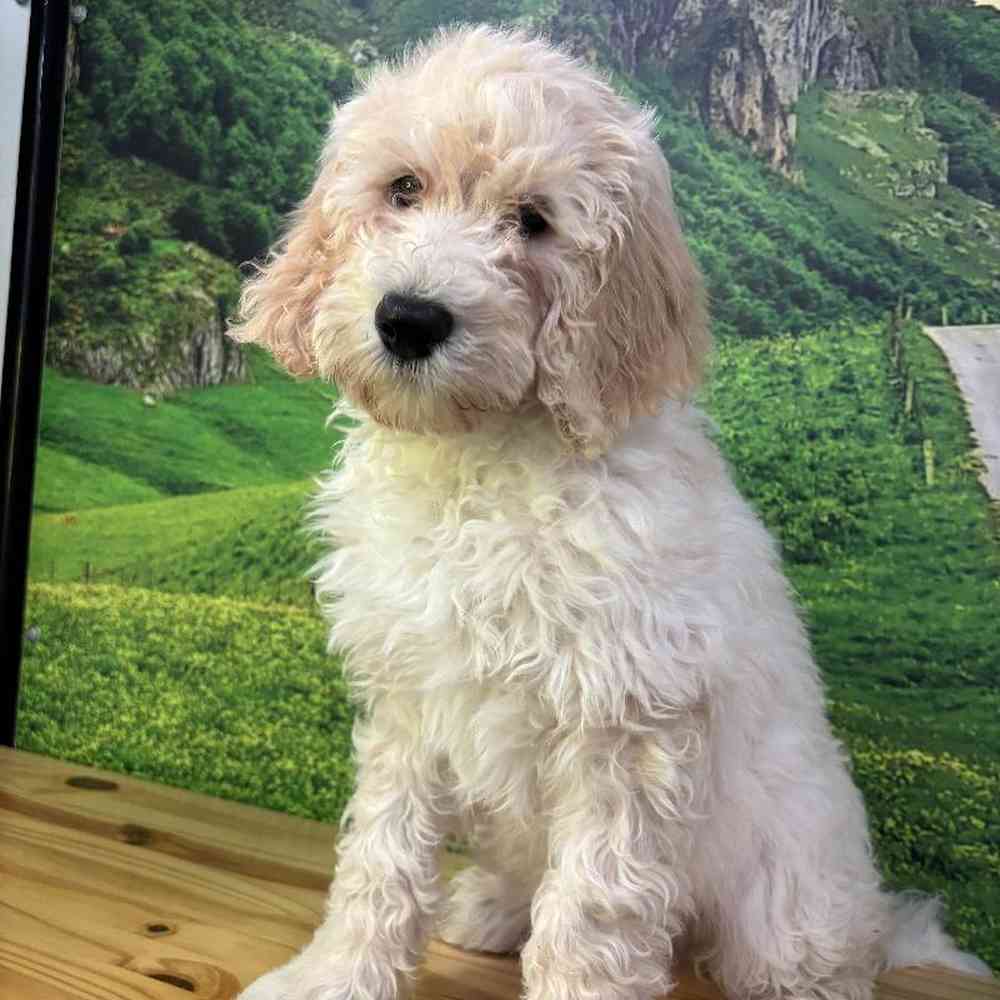 Male Standard Goldendoodle Puppy for Sale in Lee's Summit, MO