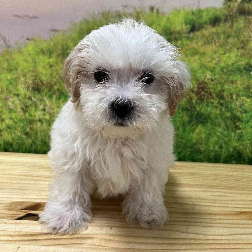 Male Lhasa-Poo Puppy for Sale in Lee's Summit, MO