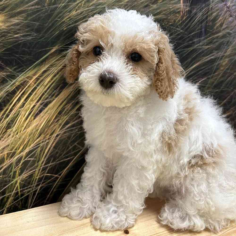 Female Poodle Puppy for Sale in Lee's Summit, MO