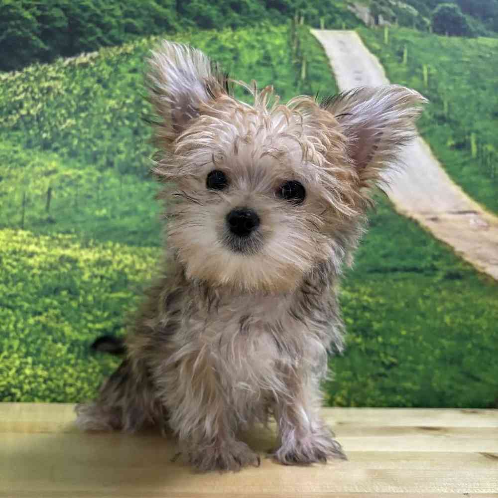 Male Morkie Puppy for Sale in Lee's Summit, MO