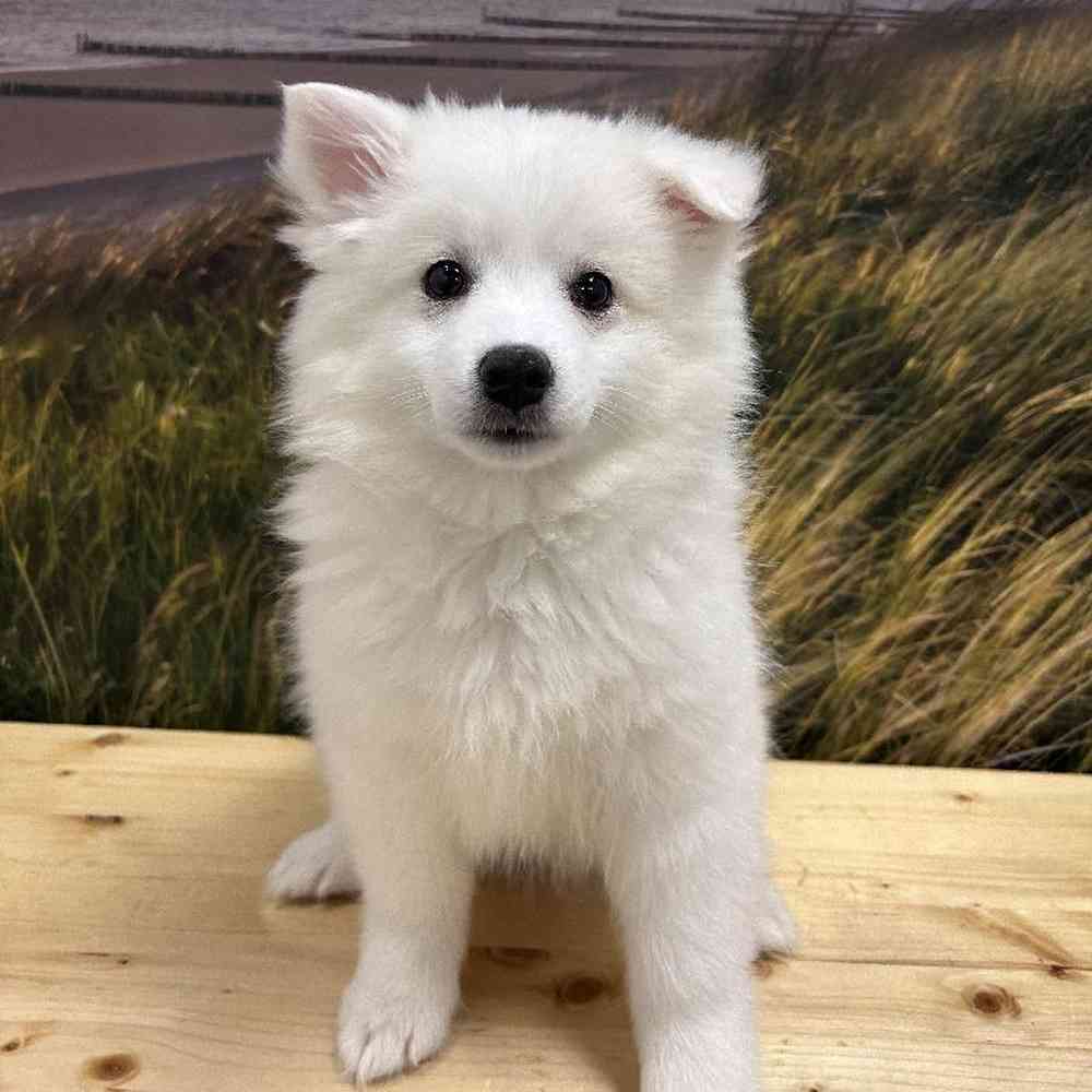 Female American Eskimo Puppy for Sale in Lee's Summit, MO