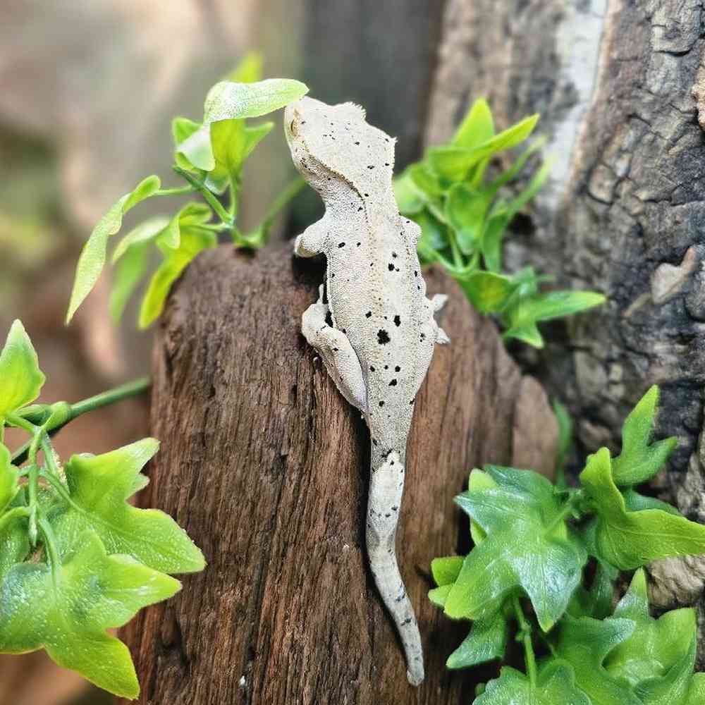 Super Dalmation Crested Gecko image