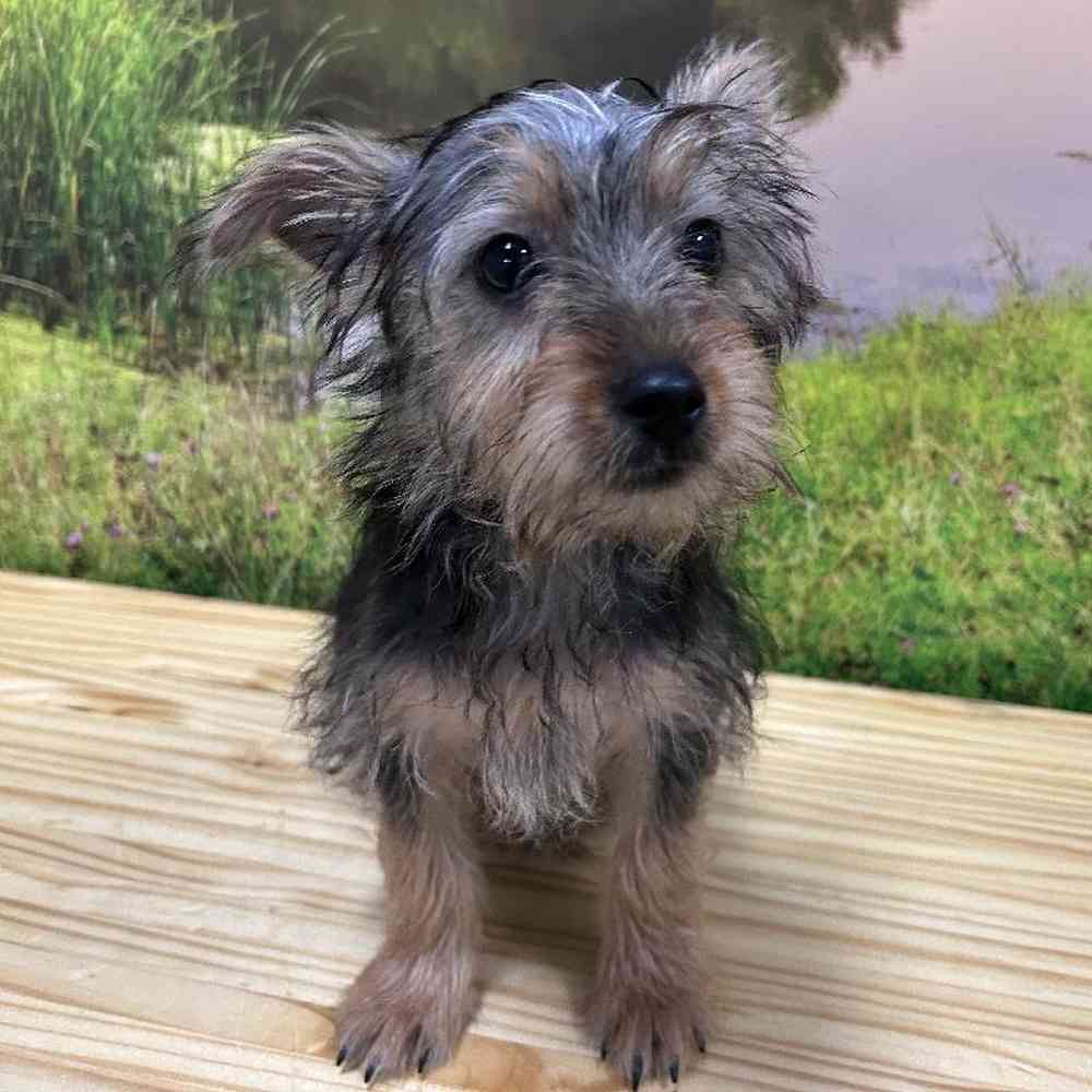 Female Silky Terrier Puppy for Sale in Lee's Summit, MO