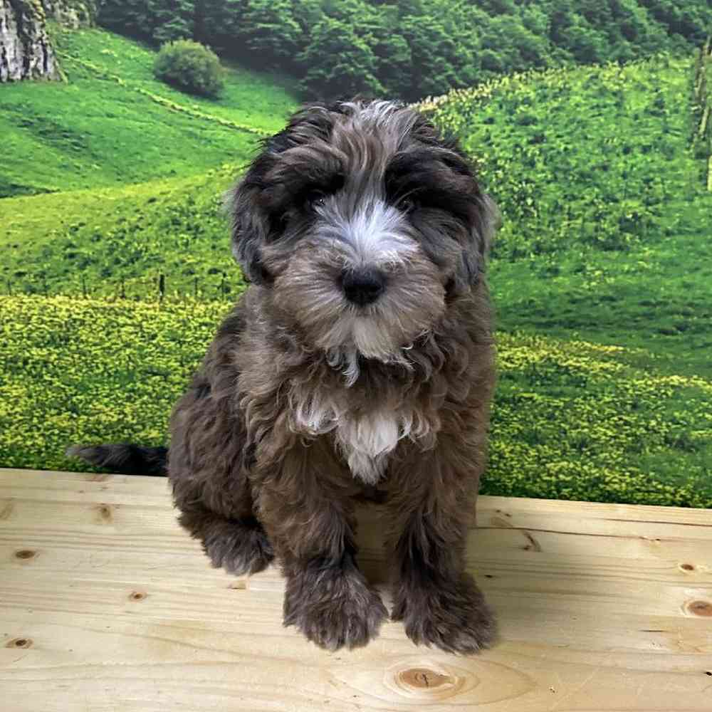 Female Goldendoodle-Soft Coated Wheaten Terrier Puppy for Sale in Lee's Summit, MO