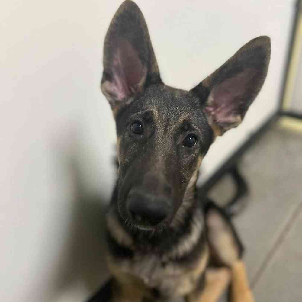 Male German Shepherd Puppy for Sale in Lee's Summit, MO