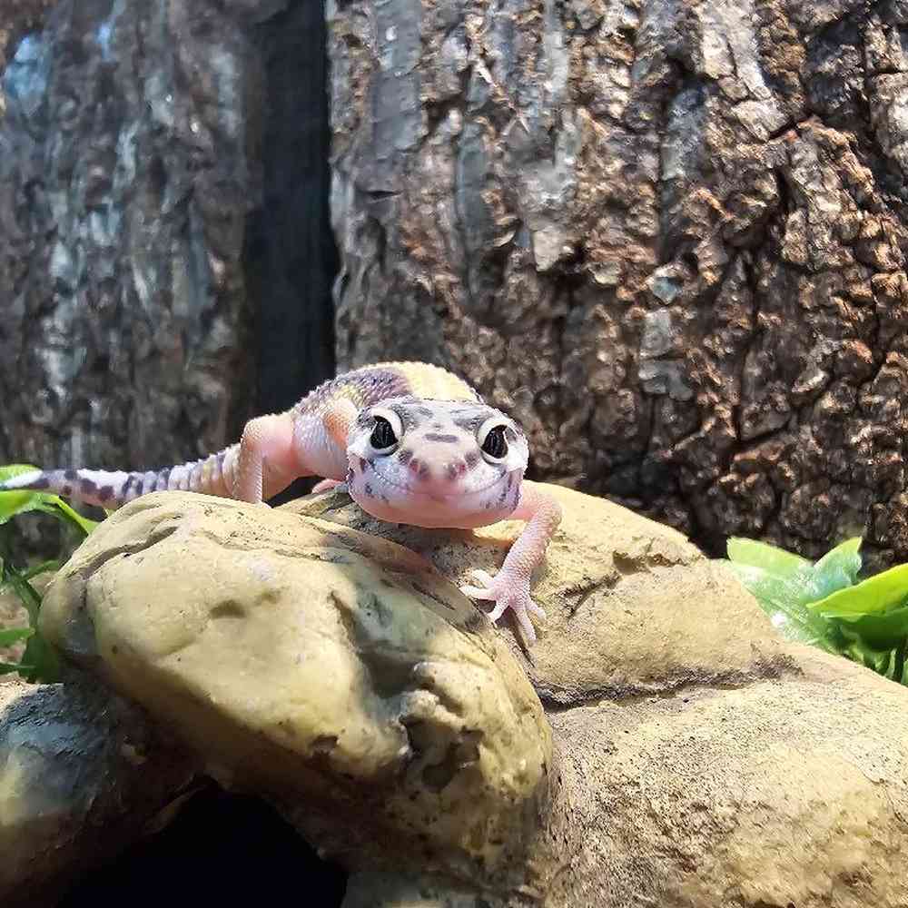 Leopard Gecko image