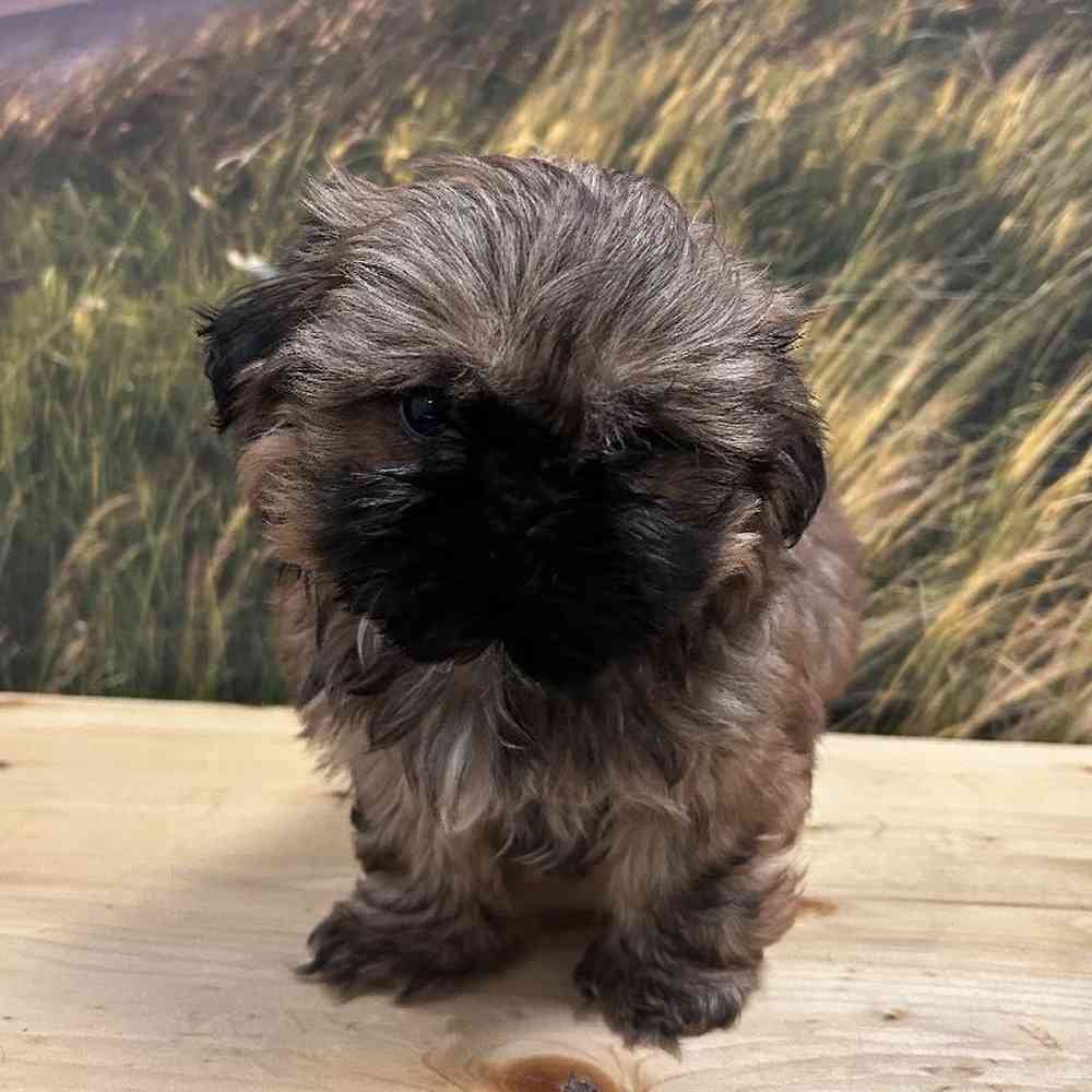 Male Shih Tzu Puppy for Sale in Lee's Summit, MO