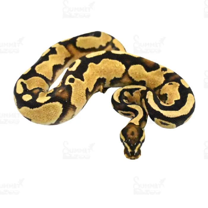 Male Ball Python Reptile for Sale in Lee's Summit, MO