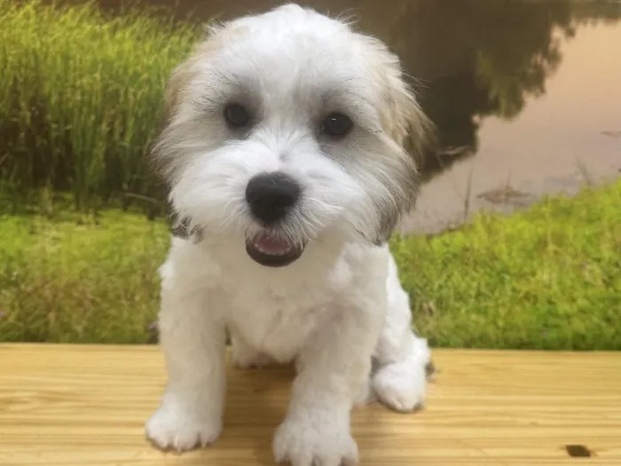 Male Teddy Bear Puppy for Sale in Lee's Summit, MO