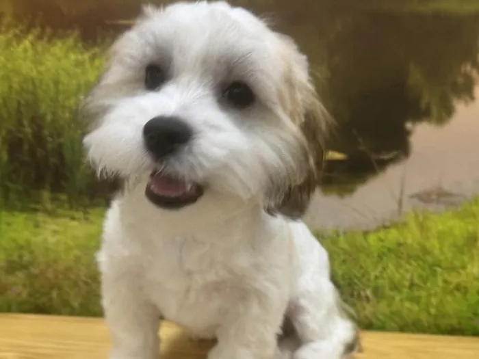 Male Teddy Bear Puppy for Sale in Lee's Summit, MO