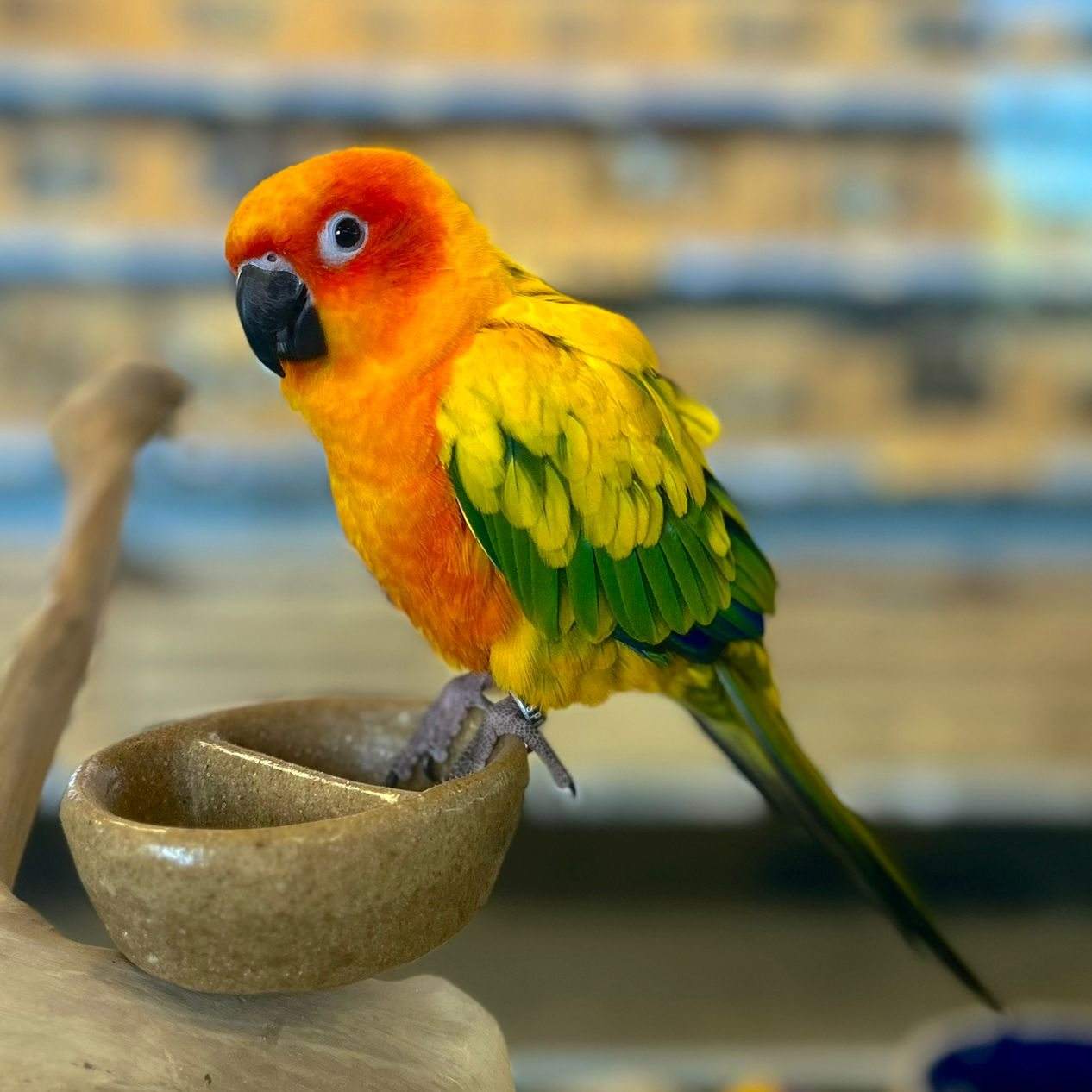 A sun conure available at Summit Zoo.