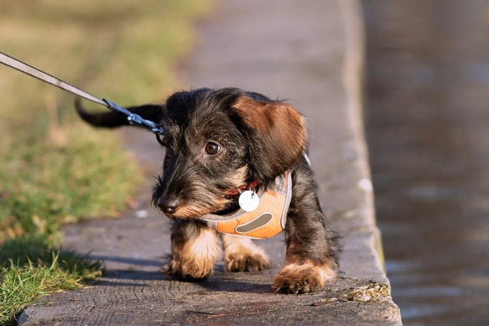 A puppy wearing a harness walking on the sidewalk.