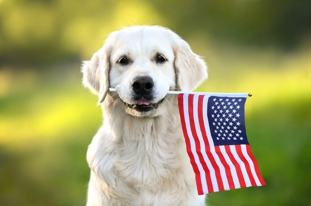 A golden retriever holding an american flag in its mouth.